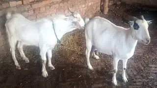 Goat Meeting Video 2019