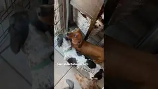 Wiener Dogs, vegetable garden and meat rabbits