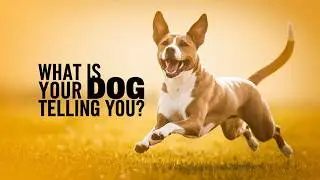 Unlocking Dog Communication Secrets:  Understanding Body Language, Barks, and Scent Marking