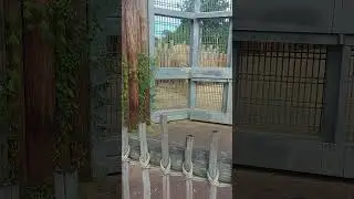 Elephant on the run