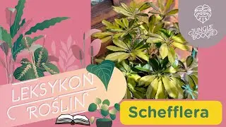 Jak dbać o szeflerę // Pielęgnacja i uprawa schefflery