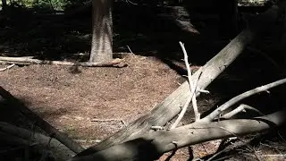 🎥 Un Earthly Secret World - HUGE Impressions - Manicured/Enchanted Landscape & Seats -The Alphabet