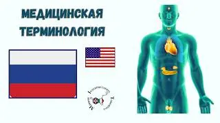 8 Male reproductive Мужская репродуктивная система Russian English Bilingual Medical training