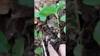 Ортилия с микоризой