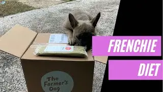 My French Bulldog Diet (Frenchie & Yorkie)