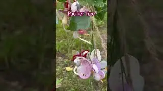 Pacifier Tree #asmr #wow #amazing #shortfeed
