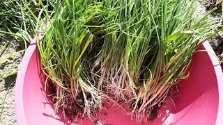 TOHUMDAN🧅ÜRETTİYİM🌱SOĞAN🧅VE🌱PRASA🧅FİDELERİ🌱BAHÇEYE🧅DİKTİM🧅
