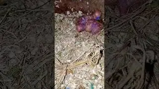 Mutation Check 🐤#shorts #viralshort #birds #video