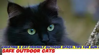 Creating a Cat-Friendly Outdoor Space: Tips for Sun-Loving Felines  PART 3