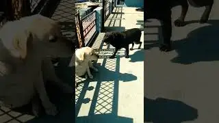 😘❤️ #viralvideo #labrador #sjorts #pets #viral #cute