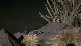 Timaru Blue penguins New Zealand