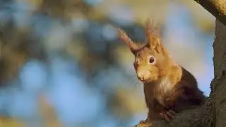 Golden hour squirrel jumping trees in slow motion with Sony A7s III and 200-600 G 120fps 4k - Veluwe