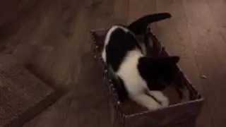 Video of adoptable pet named Romeo C1591
