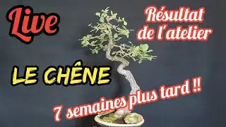 LE CHÊNE - Résultat de l'atelier 7 Semaines Plus Tard