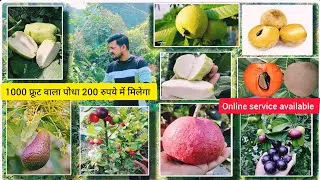 गमले में उगाई 15 फलों की वैरायटी | Fruit plant at home | fruit plant nursery | Exotic fruits nursery