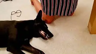 Dog thinks he is getting  biggest bone chew treat of her life... Is irritated.