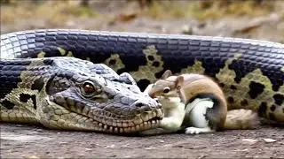 Little Squirrel Challenges Giant Python#ai#GPT#sora#kling#openai#story