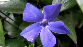 Lesser periwinkle (Vinca minor) - 2015-04-03