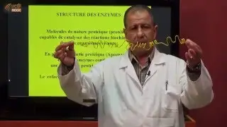 2. Structure des enzymes