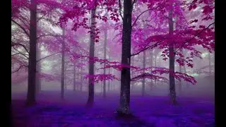 Beautiful Downtempo Ambient Harmonica | Relaxing and Soothing Harmonica | Music to Study, Relax