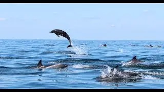 Sunfish and Dolphins - Block Island Sound - 9-27-18