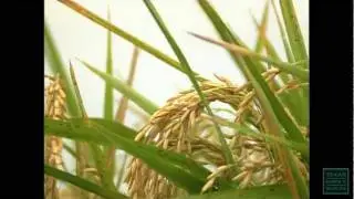 In Land We Trust, The Land Trust Movement