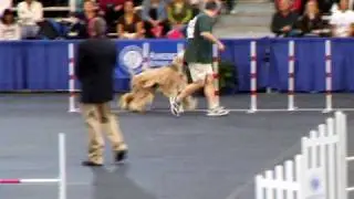 Afghan at the AKC Agility Invitational