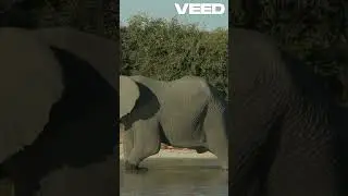 Elephants  Strong Family Bonds #animals