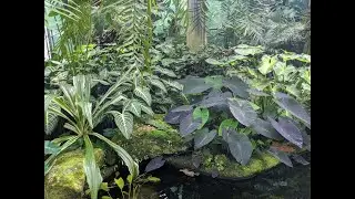 How to care for indoor plants by learning from their natural habitat: Orchids, Maidenhairs, etc