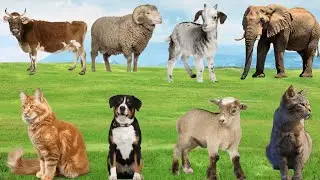 Original Animals sound compilation : Duck, Cow, sheep, cat, Elephant, Dog, Lion, Rabbit