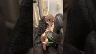 The Cutest Killer You&rsquo;ve Never Heard Of 😱🐭 | Smallest Predator on Earth#LeastWeasel #CutestKiller