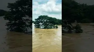 Bhadra River Overflow: Witness Nature&rsquo;s Strength #bhadra #riveroverflow #travel