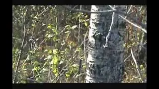 5 Whitetail bucks chase doe in estrus.