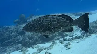 Underwater Paradise: Scuba Diving Cozumel January 2026 | Sharks, Rays & Colorful Reefs
