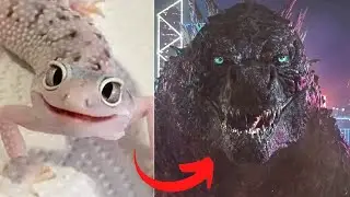Before & After Animals Growing Up. Amazing Animal Transformation 💥 #short #tiktok #animals