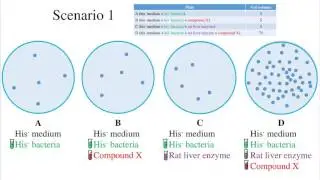 Ames Test for Mutagenicity (Abridged)