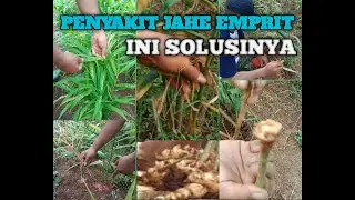 PENYAKIT JAHE EMPRIT INI SOLUSINYA