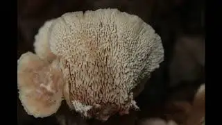 Abortiporus biennis