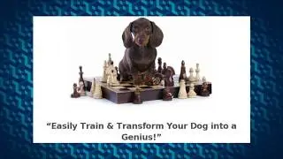 How to dogtraining videos |Brain Training For Dogs