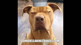 Bea good Pet Parent and buy my cookies today at connorscaninecookies.com