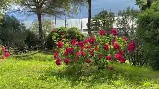 VILLA MARINA AND GOLF BOGLIACO