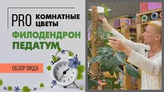 Филодендрон Педатум - очень редкий и интересный сорт | Основные правила ухода
