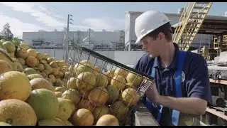 Division of Fruit and Vegetables Overview