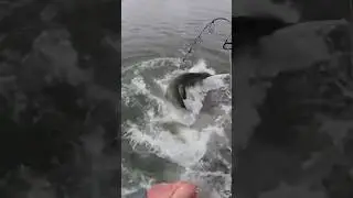 This fish almost pulled me into the water 😱 #fishing#catfish#giantfish#monsterfish#fishinglife#pov