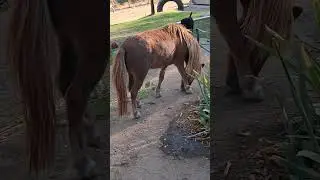 Grape Vines trimming with Cooper, T-Bear & Peacocks #t-bear&cooper #minihorse&goldenretreiver