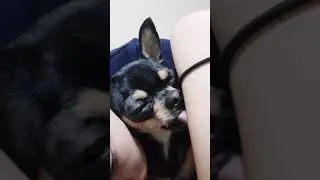 [ASMR] 강아지 코코 핥기의 달견 / 핥쨕 / LICK / SKIN MUCKBANG / LICKING SOUNDS