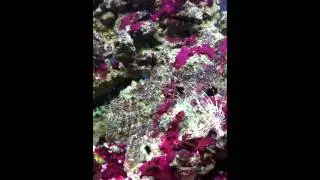 nir sade reef