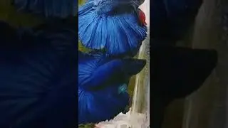 Royal blue bettta |wild guppys