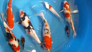 Koi Nishikigoi Screensaver Relaxing Sleep Meditation sounds featuring Music by Midori Orgel