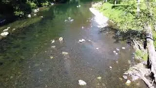 Sol Duc River Vacation Rental-Forks Washington
